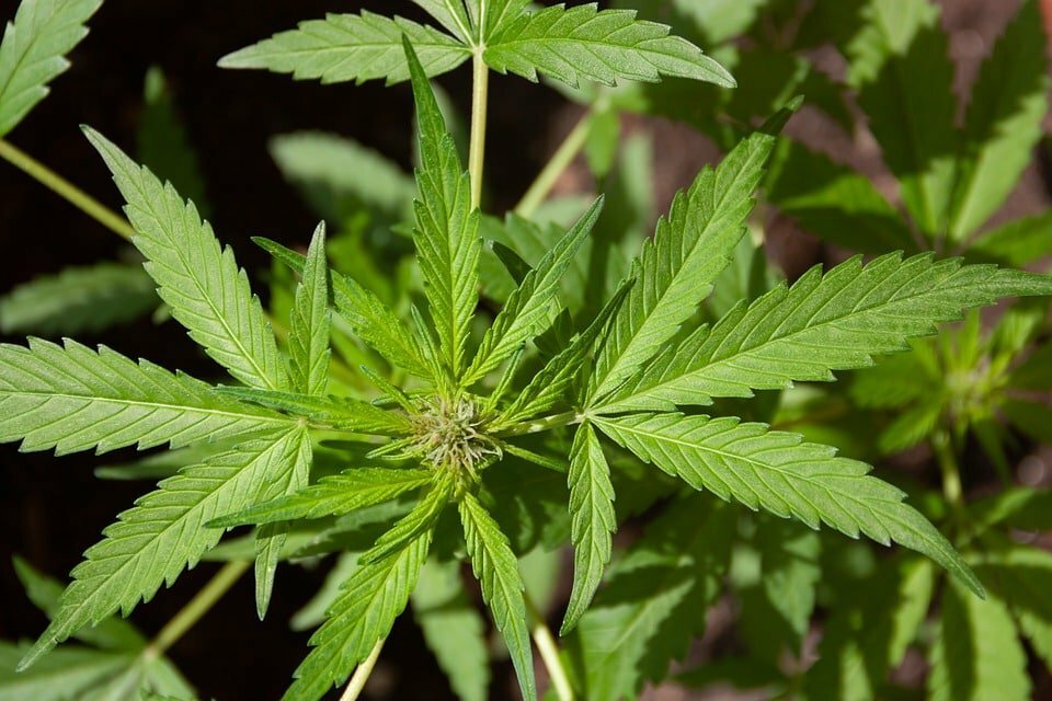 CBD Store