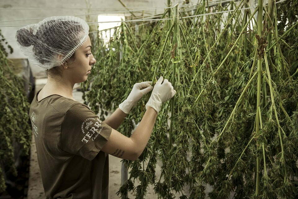 How CBD Products can help to Boost your Immunity System?