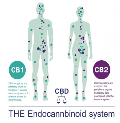 The Endocannbinoid System